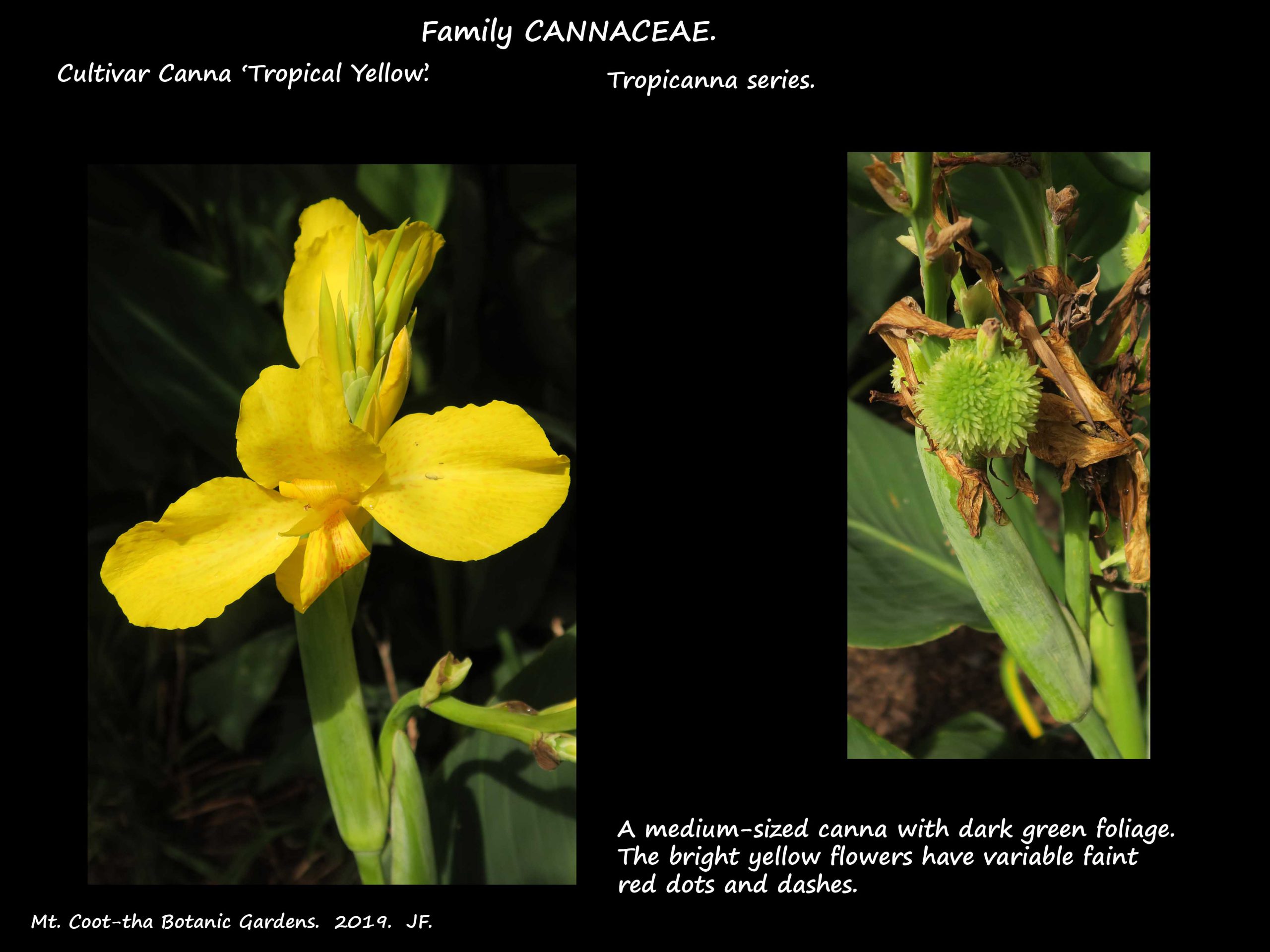 1 Canna 'Tropical Yellow'